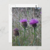 紫の蓼の三つ組 ポストカード (正面/裏面)