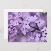 紫の薄紫の花枝 シーズンポストカード (正面/裏面)