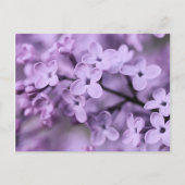 紫の薄紫の花枝 シーズンポストカード (正面)