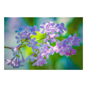 紫の薄紫 フォトプリント