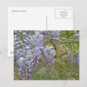 紫の藤コーディネート用品 ポストカード (正面/裏面)