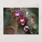 紫の蘭の写真植物画 ポストカード (正面)
