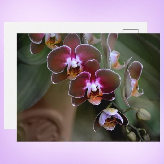 紫の蘭の写真植物画 ポストカード