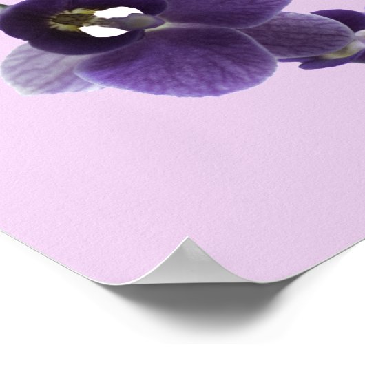 紫の蘭の花 ポスター (角)