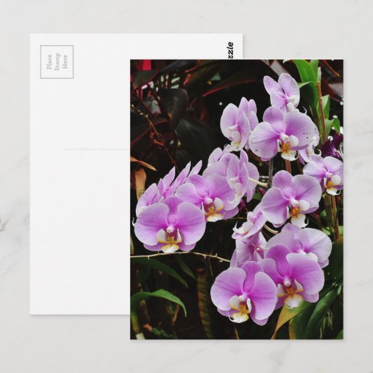 紫の蘭 ポストカード (正面/裏面)