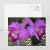 紫の蘭 ポストカード (正面/裏面)