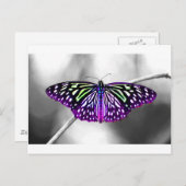 紫の蝶 ポストカード (正面/裏面)