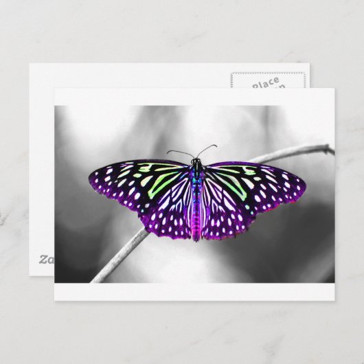 紫の蝶 ポストカード (正面/裏面)