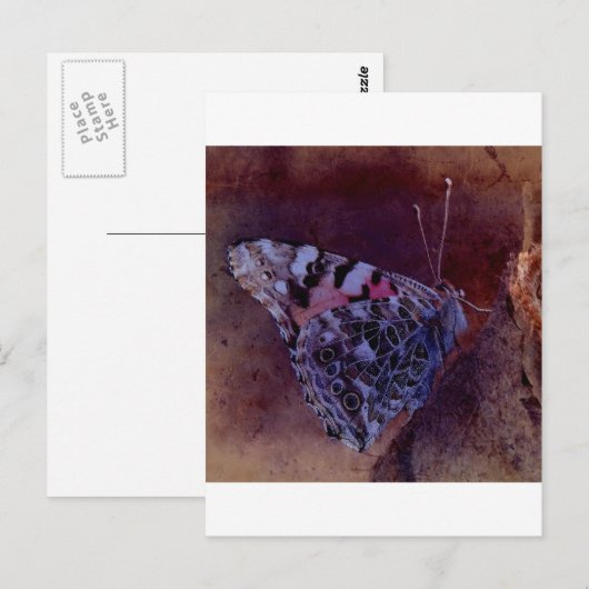 紫の蝶 ポストカード (正面/裏面)