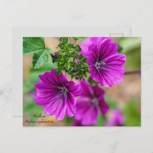 紫の許可フローラはがき ポストカード (正面/裏面)