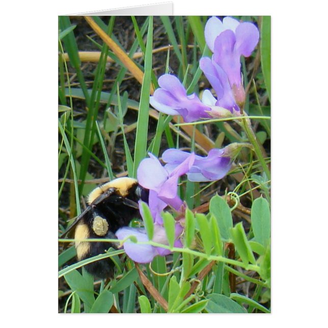 紫の野の花に止まるF2ビー (正面)