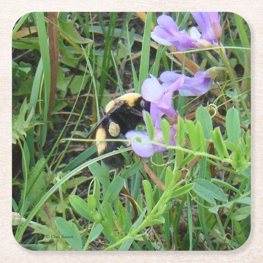紫の野生の花の上のF2の蜂 スクエアペーパーコースター (正面)