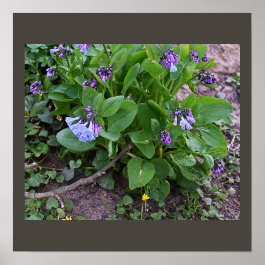 紫の野花のポスター ポスター (正面)