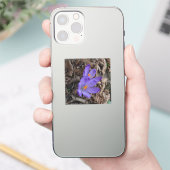 紫の開花林クロッカス シール (スマートフォン)