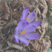 紫の開花林クロッカス シール (正面)