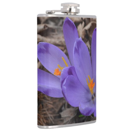 紫の開花林クロッカス フラスク (右)