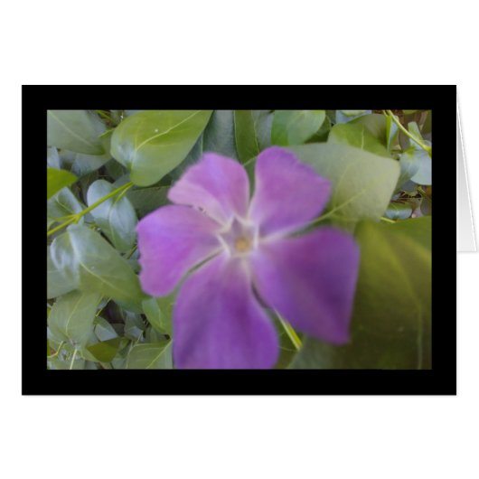 紫の開花 – ソルの歌。8:7グリーティングカード (正面横)