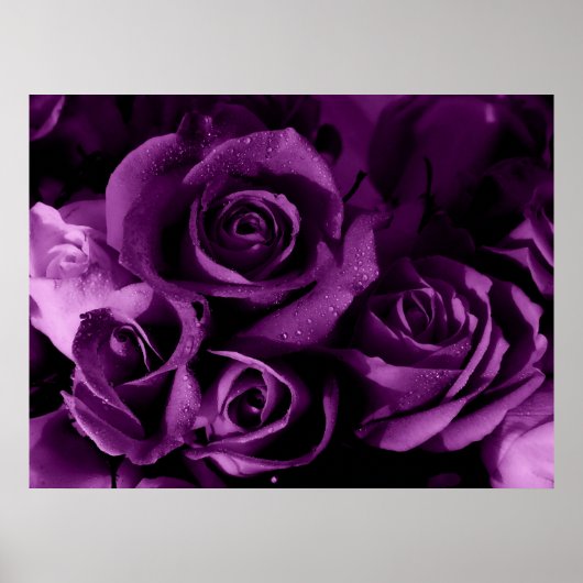 紫の霞 ポスター (正面)