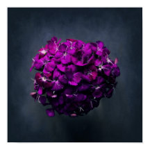 紫の鮮やかフローラ写真