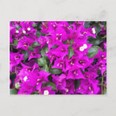 紫の鮮やかブーゲンビリアの花 ポストカード (正面)