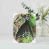 紫はがき上のスパイスブッシュ雄バタフライ ポストカード (スタンド正面)