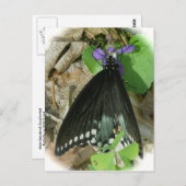 紫はがき上のスパイスブッシュ雄バタフライ ポストカード (正面/裏面)