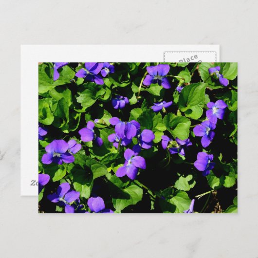 紫はがき ポストカード (正面/裏面)