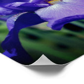 紫ひげのある虹彩花 ポスター (角)