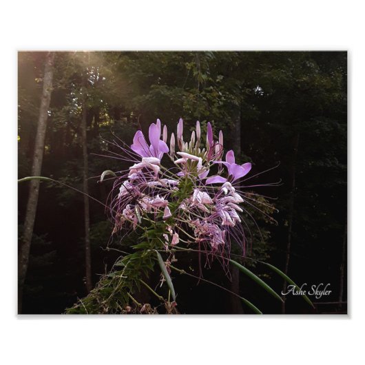 紫まぶし フォトプリント            (正面)