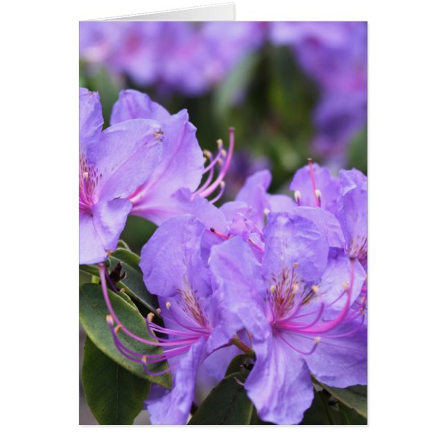 紫アザレア花杜 鹃 花 (正面)