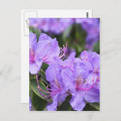 紫アザレア花杜 鹃 花 ポストカード (正面/裏面)