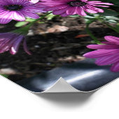 紫アフリカデイジー花 ポスター (角)