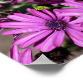 紫アフリカデイジー花 ポスター (角)