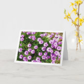 紫アフリカデイジー カード (黄色い花)