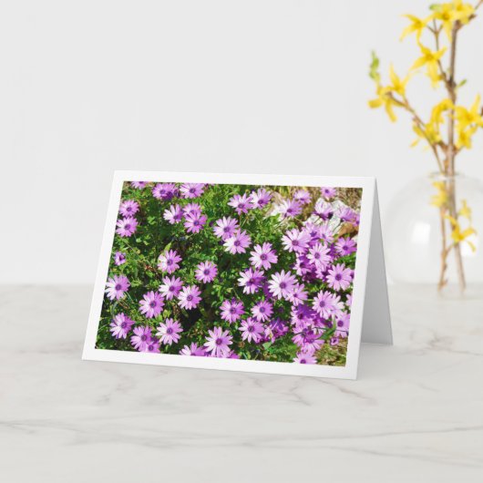 紫アフリカデイジー カード (黄色い花)