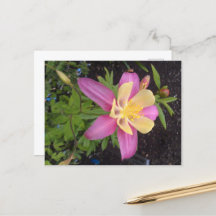 紫アラスカンの花