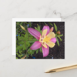 紫アラスカンの花 ポストカード