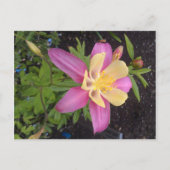 紫アラスカンの花 ポストカード (正面)