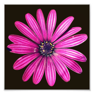 紫ア独身のフリカデイジー花8x8 フォトプリント