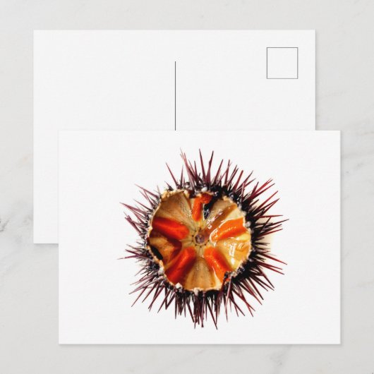 紫ウニ ポストカード (正面/裏面)