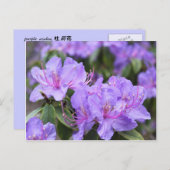 紫エレガントつつじ花杜 鹃 花 ポストカード (正面/裏面)