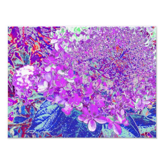 紫エレガントと青のライムライトアジサイ フォトプリント (正面)