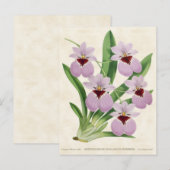 紫オドントグロスサムオーキッドヴィンテージ植物学 ポストカード (正面/裏面)