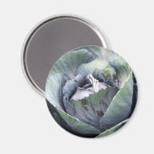 紫キャベツ マグネット (正面/裏面)