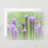 紫スパイクフローラ ポストカード (正面/裏面)