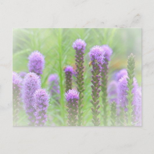 紫スパイクフローラ ポストカード (正面)