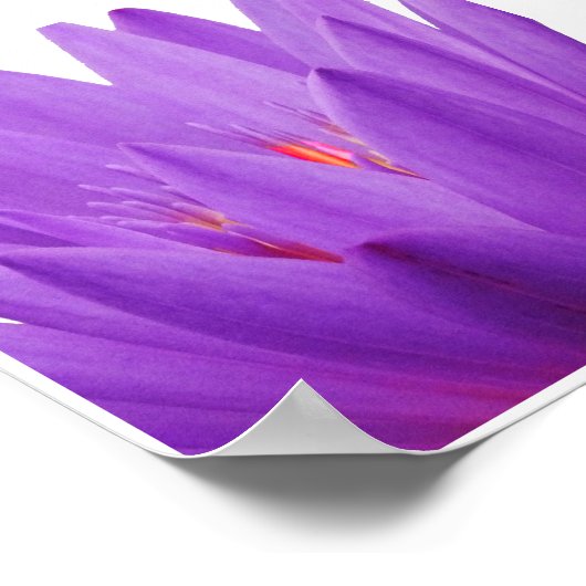 紫チューリップ ポスター (角)