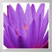 紫チューリップ ポスター (正面)