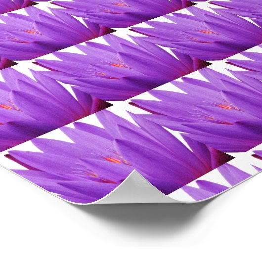 紫チューリップ ポスター (角)