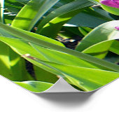 紫チューリップ ポスター (角)